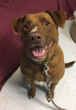 Dogs For Adoption Near Manchester Ct Petfinder