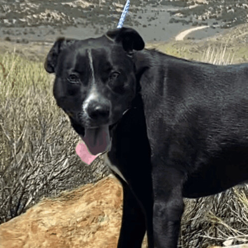 Willow, an adoptable Labrador Retriever in San Luis, CO, 81152 | Photo Image 4