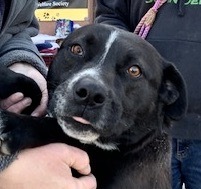 Willow, an adoptable Labrador Retriever in San Luis, CO, 81152 | Photo Image 5