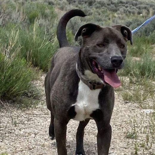 Bruce, an adoptable Pit Bull Terrier in San Luis, CO, 81152 | Photo Image 4