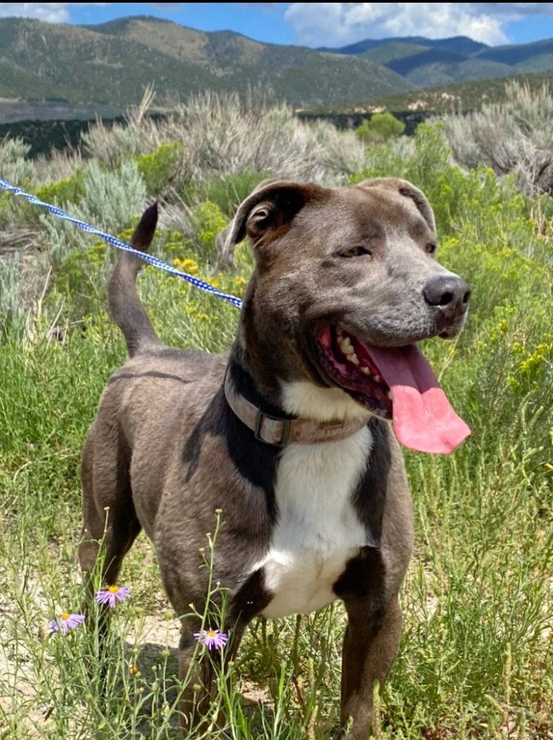 Bruce, an adoptable Pit Bull Terrier in San Luis, CO, 81152 | Photo Image 5