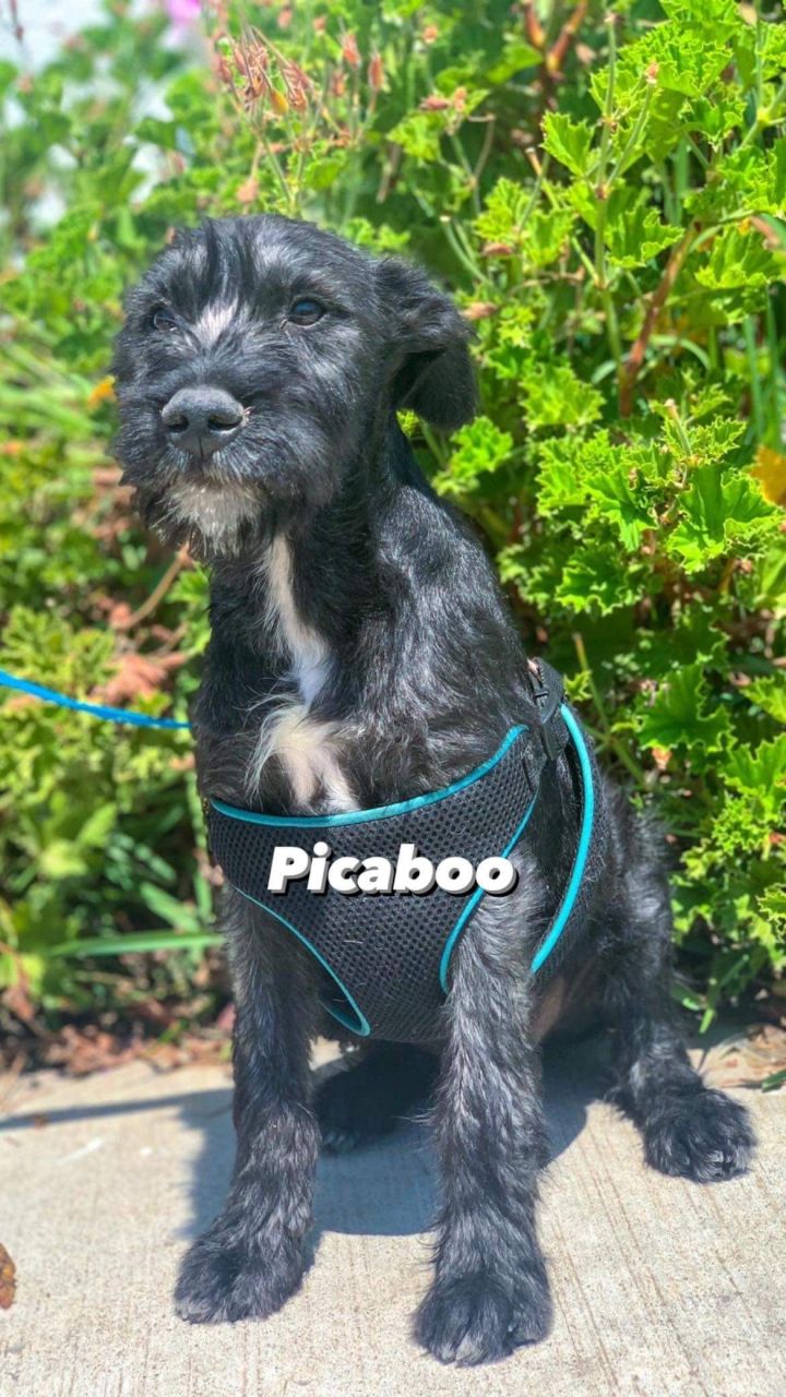 Picaboo 2