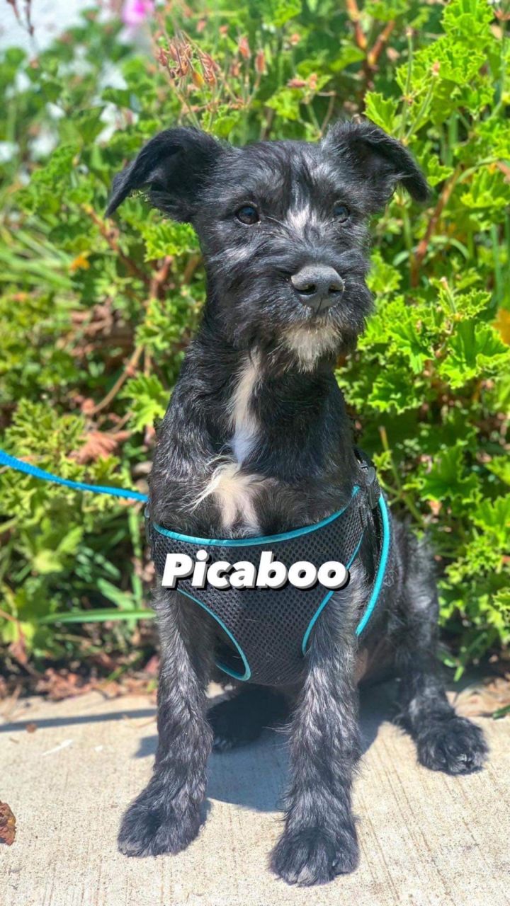 Picaboo 1