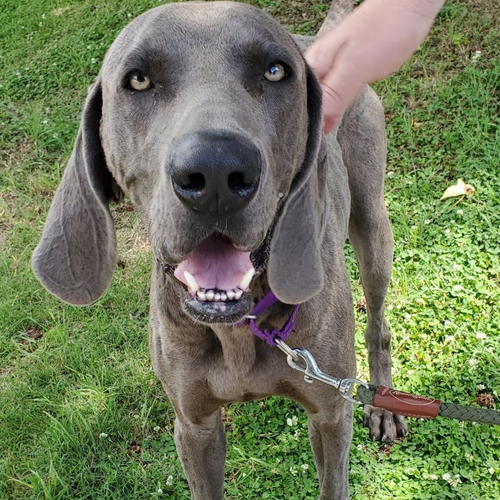 Weimaraner petfinder store