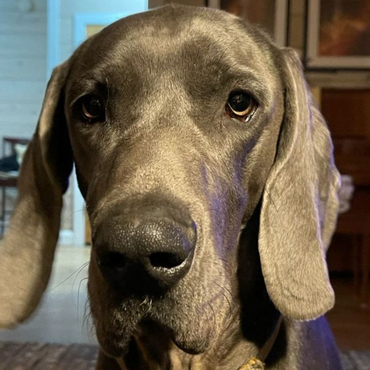 Hound sales weimaraner mix