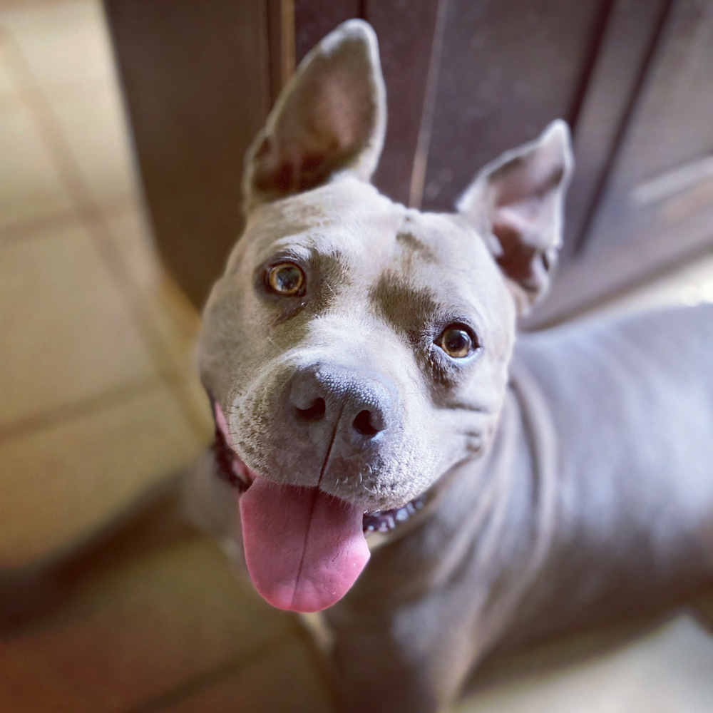 RooRoo - PLEASE READ ALL INFORMATION, an adoptable Pit Bull Terrier in Greenville, SC, 29607 | Photo Image 2