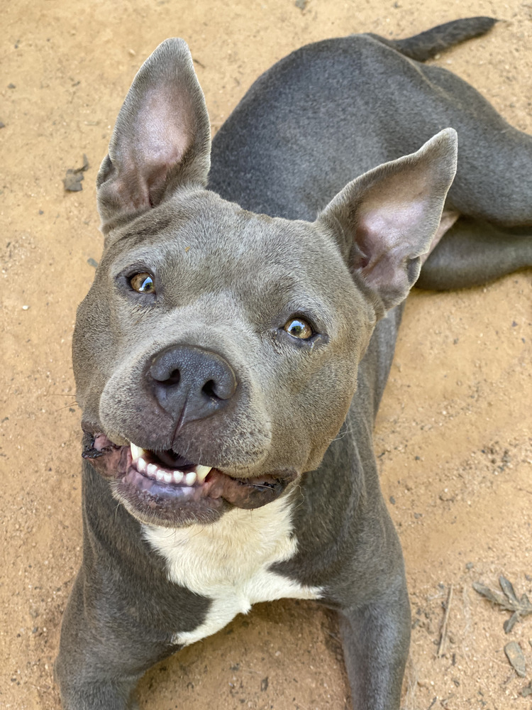 RooRoo - PLEASE READ ALL INFORMATION, an adoptable Pit Bull Terrier in Greenville, SC, 29607 | Photo Image 3