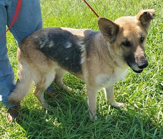 MAWMAW, an adoptable German Shepherd Dog in Orange, TX, 77632 | Photo Image 1
