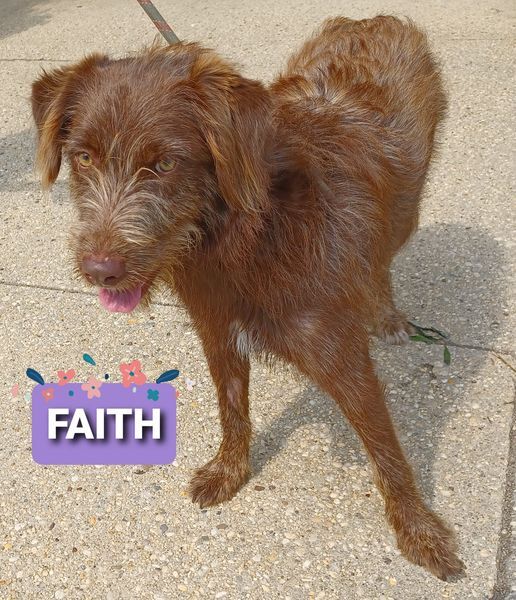 Faith, an adopted Terrier Mix in Wantagh, NY_image-2