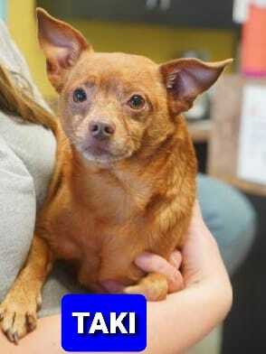 Taki, an adopted Chihuahua Mix in Wantagh, NY_image-1
