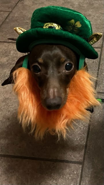 Reecie, an adoptable Dachshund in Austin, TX, 73301 | Photo Image 2