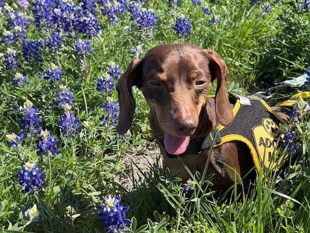Reecie, an adoptable Dachshund in Austin, TX, 73301 | Photo Image 3