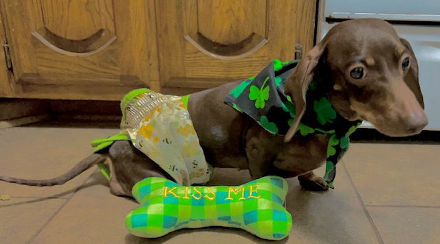 Reecie, an adoptable Dachshund in Austin, TX, 73301 | Photo Image 3