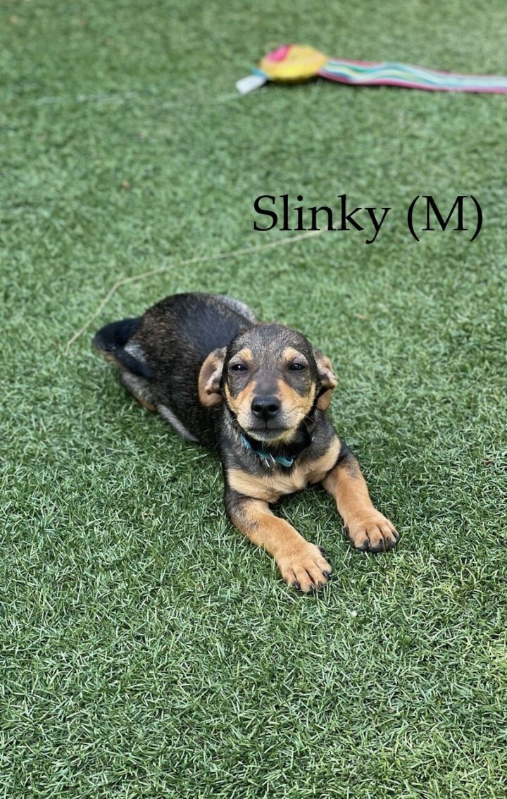 The "Toy Story" Pups, an adopted Dachshund & Terrier Mix in North Hollywood, CA_image-3