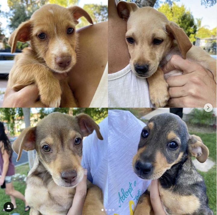 The "Toy Story" Pups, an adopted Dachshund & Terrier Mix in North Hollywood, CA_image-1