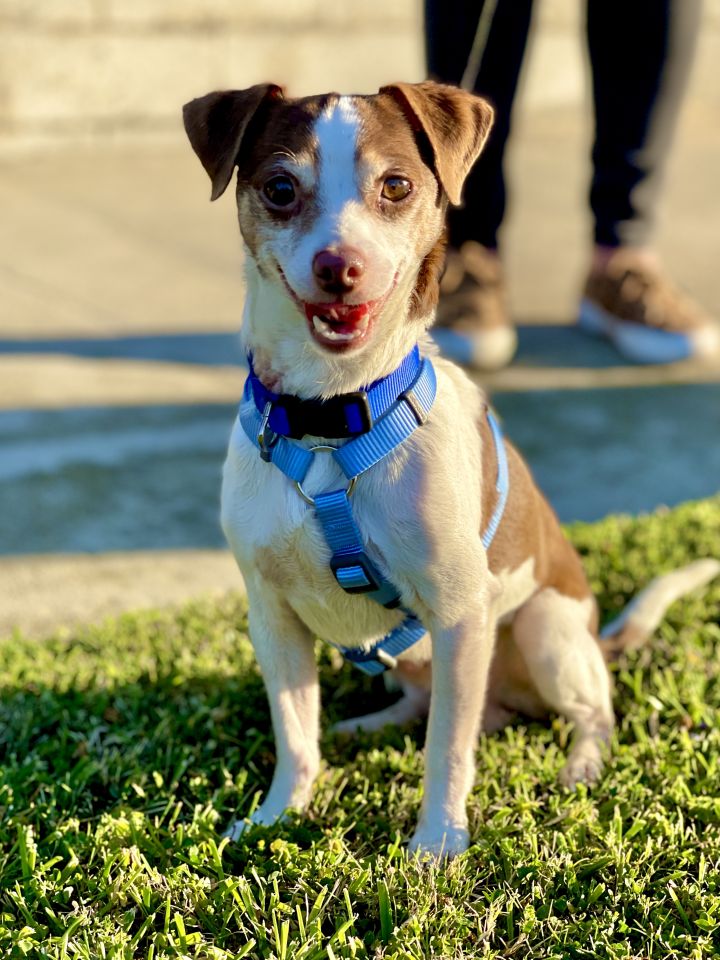 Mickey, an adopted Mixed Breed in los angeles, CA_image-1