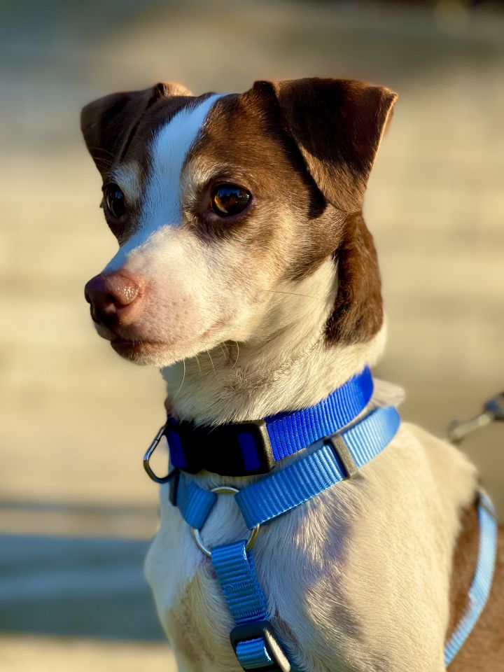 Mickey, an adopted Mixed Breed in los angeles, CA_image-4