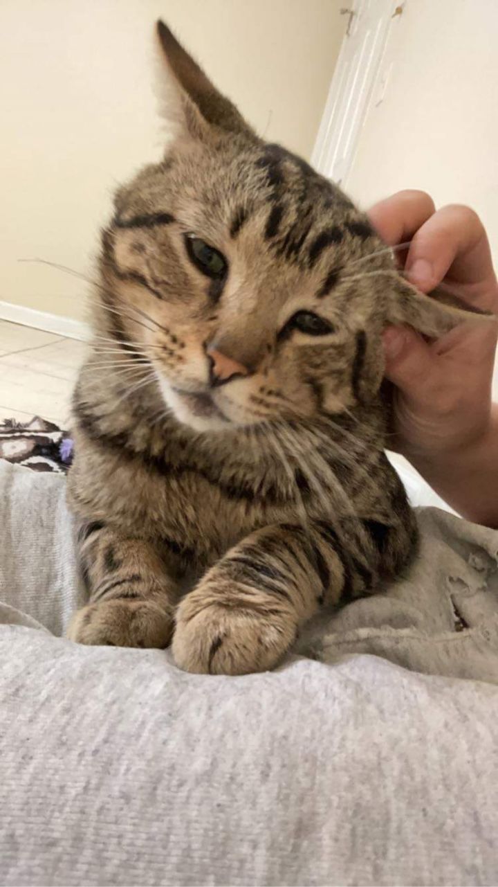 Cat For Adoption Mason A Domestic Short Hair In Warminster Pa Petfinder