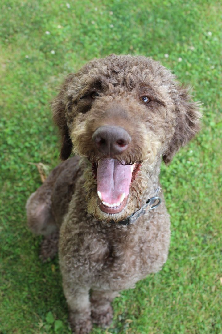 Dog For Adoption Adoption Pending Oak Pa A Labradoodle In Robesonia Pa Petfinder