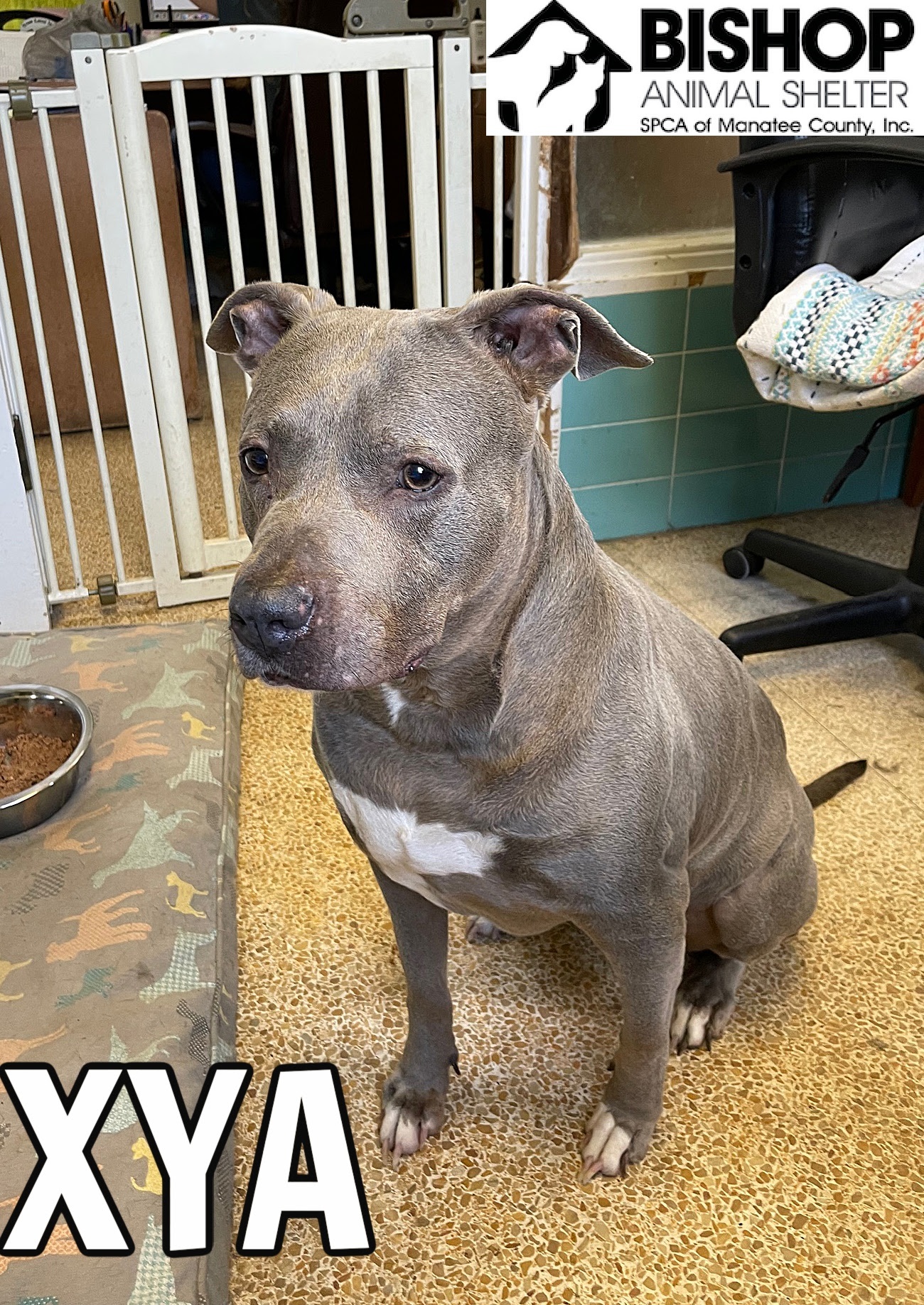 Xya, an adoptable Mixed Breed in Bradenton, FL, 34209 | Photo Image 1