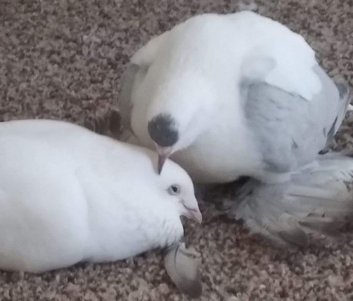 Cicero & Fran (Married couple) **Local Midwest Adoption Only**, an adopted Pigeon in Chicago, IL_image-1