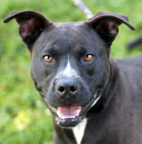 Brutus, an adoptable Pit Bull Terrier in Sparta, TN, 38583 | Photo Image 1