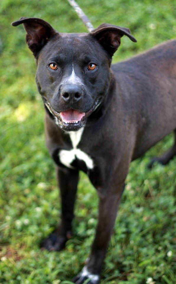 Brutus, an adoptable Pit Bull Terrier in Sparta, TN, 38583 | Photo Image 2