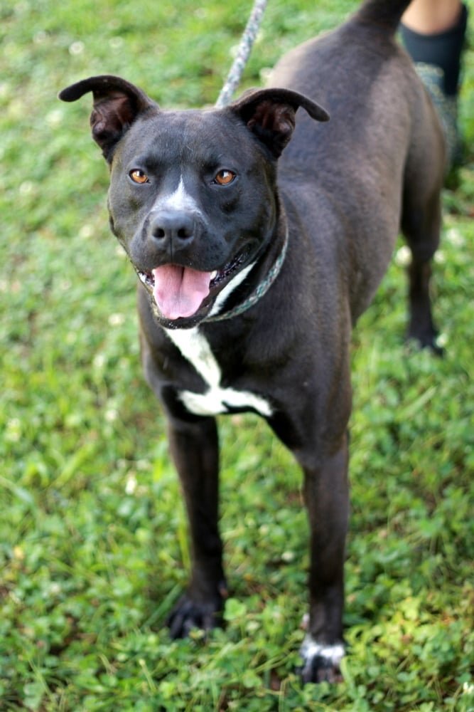 Brutus, an adoptable Pit Bull Terrier in Sparta, TN, 38583 | Photo Image 3