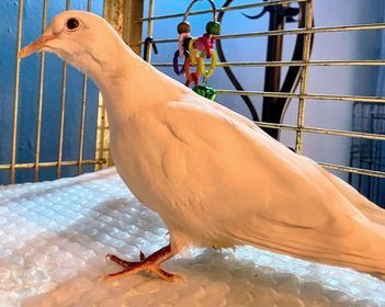 Lorcan (**Local Midwest Adoption Only**), an adopted Dove in Chicago, IL_image-2