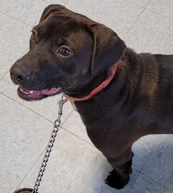 Rhett, an adoptable Terrier in Robinson, IL, 62454 | Photo Image 2