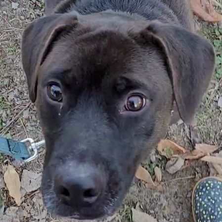 Rhett, an adoptable Terrier in Robinson, IL, 62454 | Photo Image 3