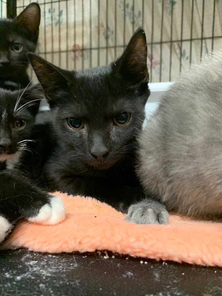 Granite, an adoptable Domestic Short Hair in Portland, IN, 47371 | Photo Image 2