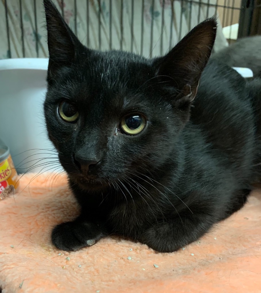 Granite, an adoptable Domestic Short Hair in Portland, IN, 47371 | Photo Image 3