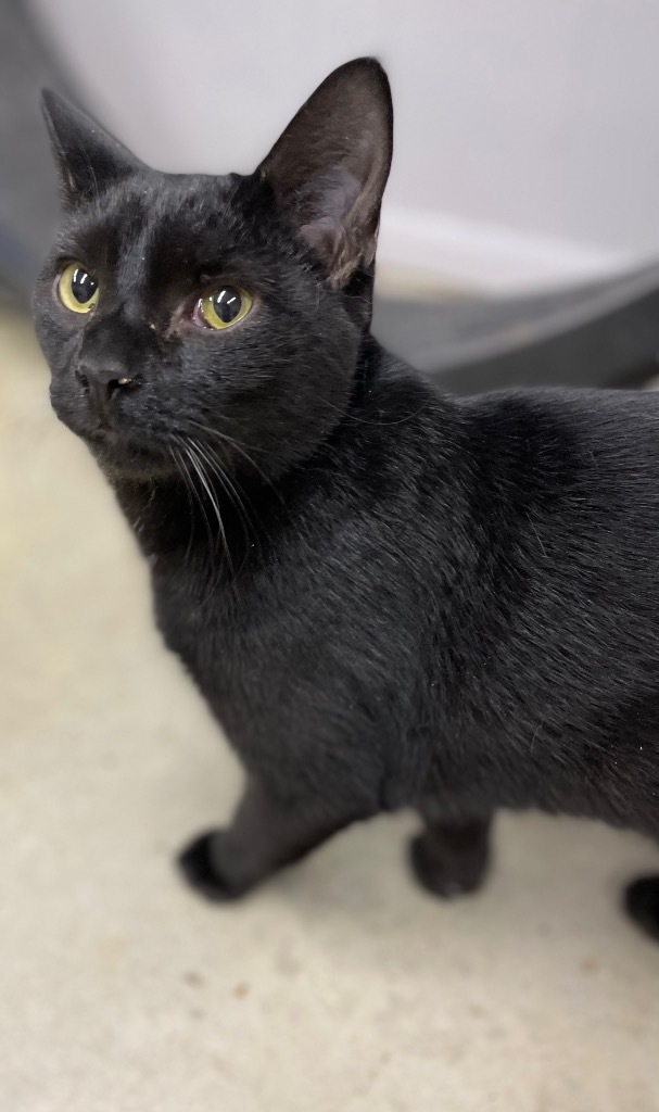 Granite, an adoptable Domestic Short Hair in Portland, IN, 47371 | Photo Image 4