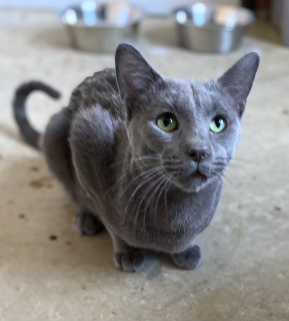 Slate, an adoptable Domestic Short Hair in Portland, IN, 47371 | Photo Image 1