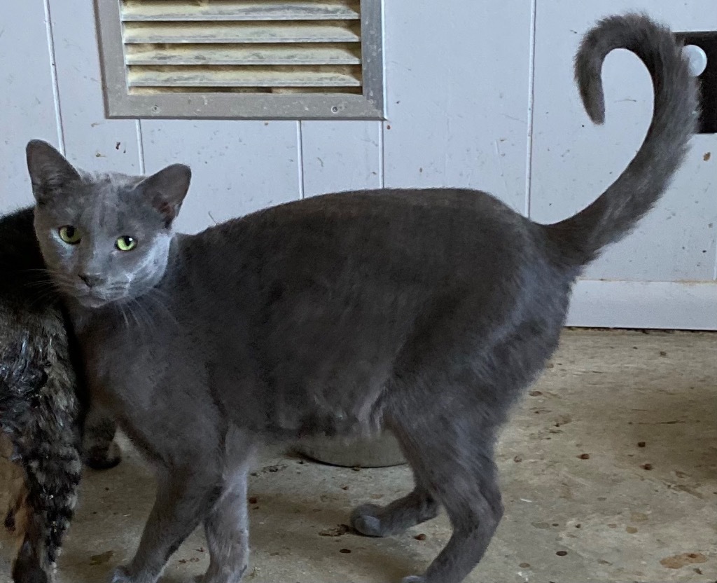 Slate, an adoptable Domestic Short Hair in Portland, IN, 47371 | Photo Image 2