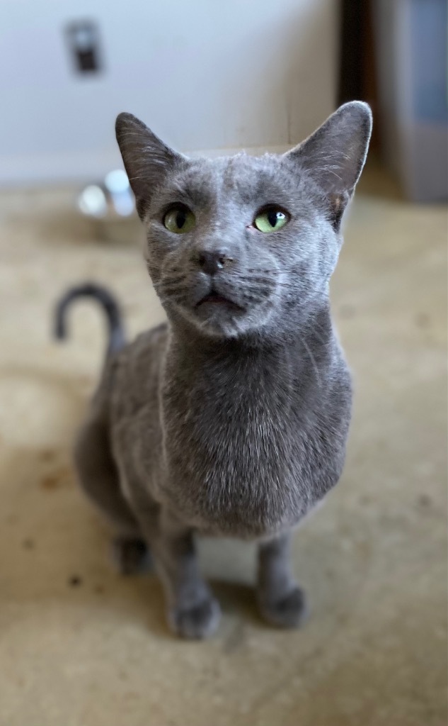 Slate, an adoptable Domestic Short Hair in Portland, IN, 47371 | Photo Image 4