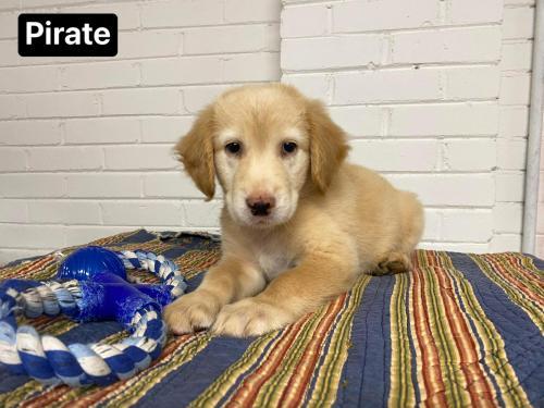 Dog For Adoption Pirate Sc A Golden Retriever Mix In New York Ny Petfinder