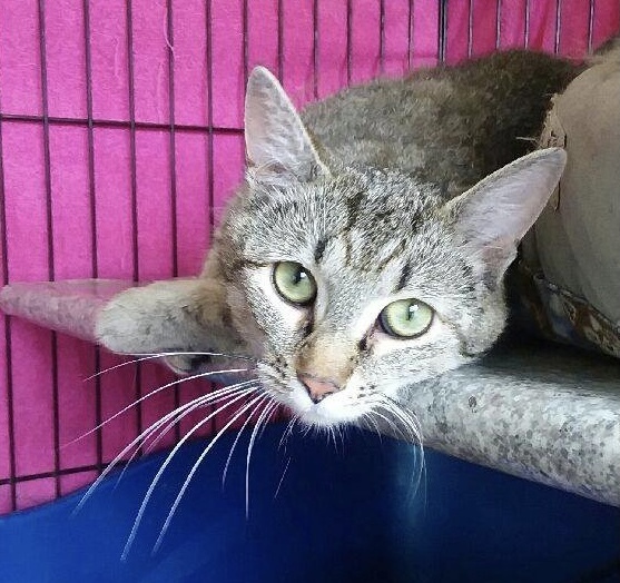 Tiggs, an adoptable Domestic Short Hair in Sparta, WI, 54656 | Photo Image 1