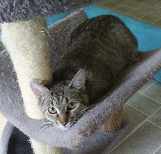 Tiggs, an adoptable Domestic Short Hair in Sparta, WI, 54656 | Photo Image 2