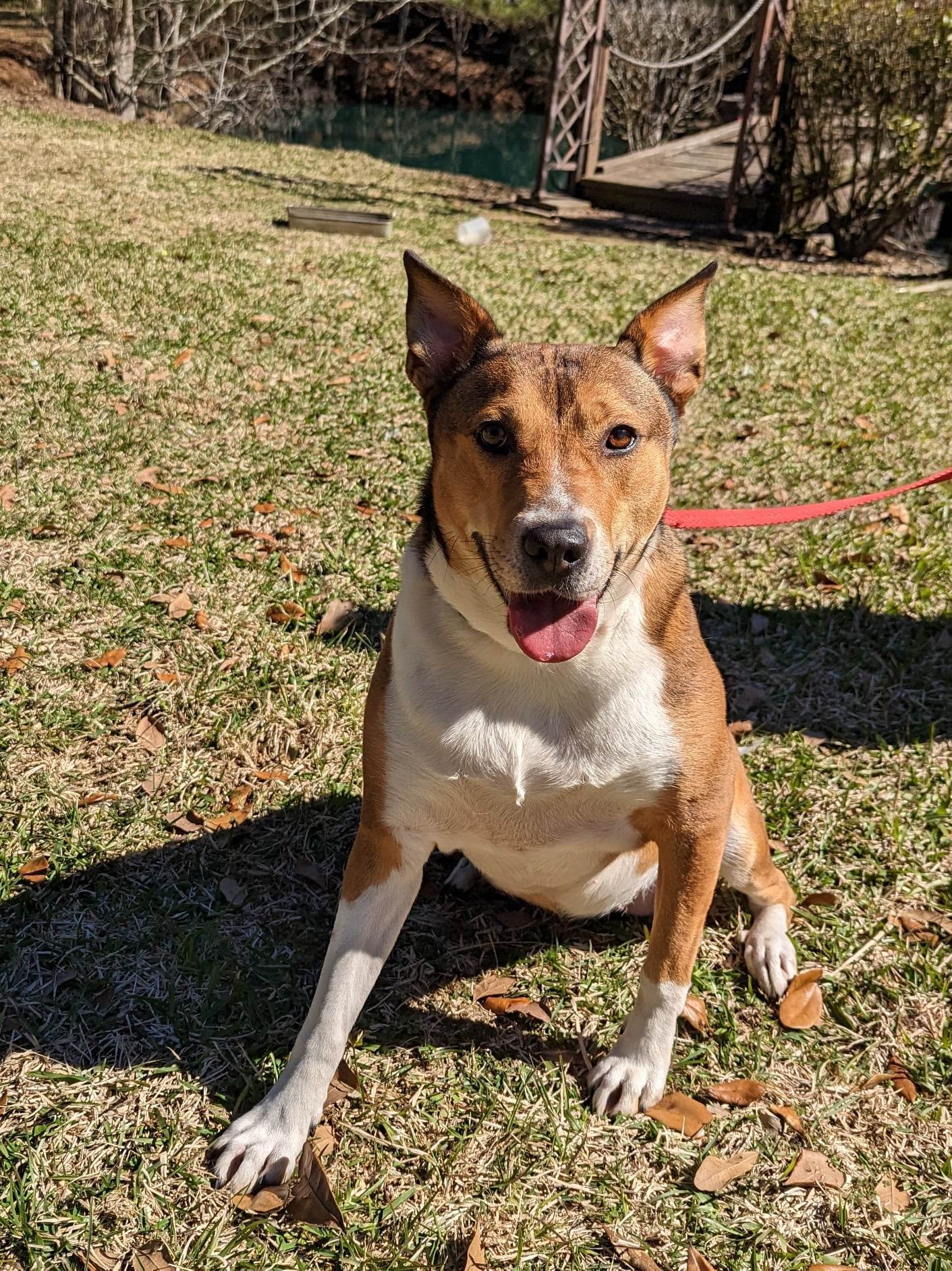 Madge, an adoptable Shepherd, Collie in Ridgefield, CT, 06877 | Photo Image 1