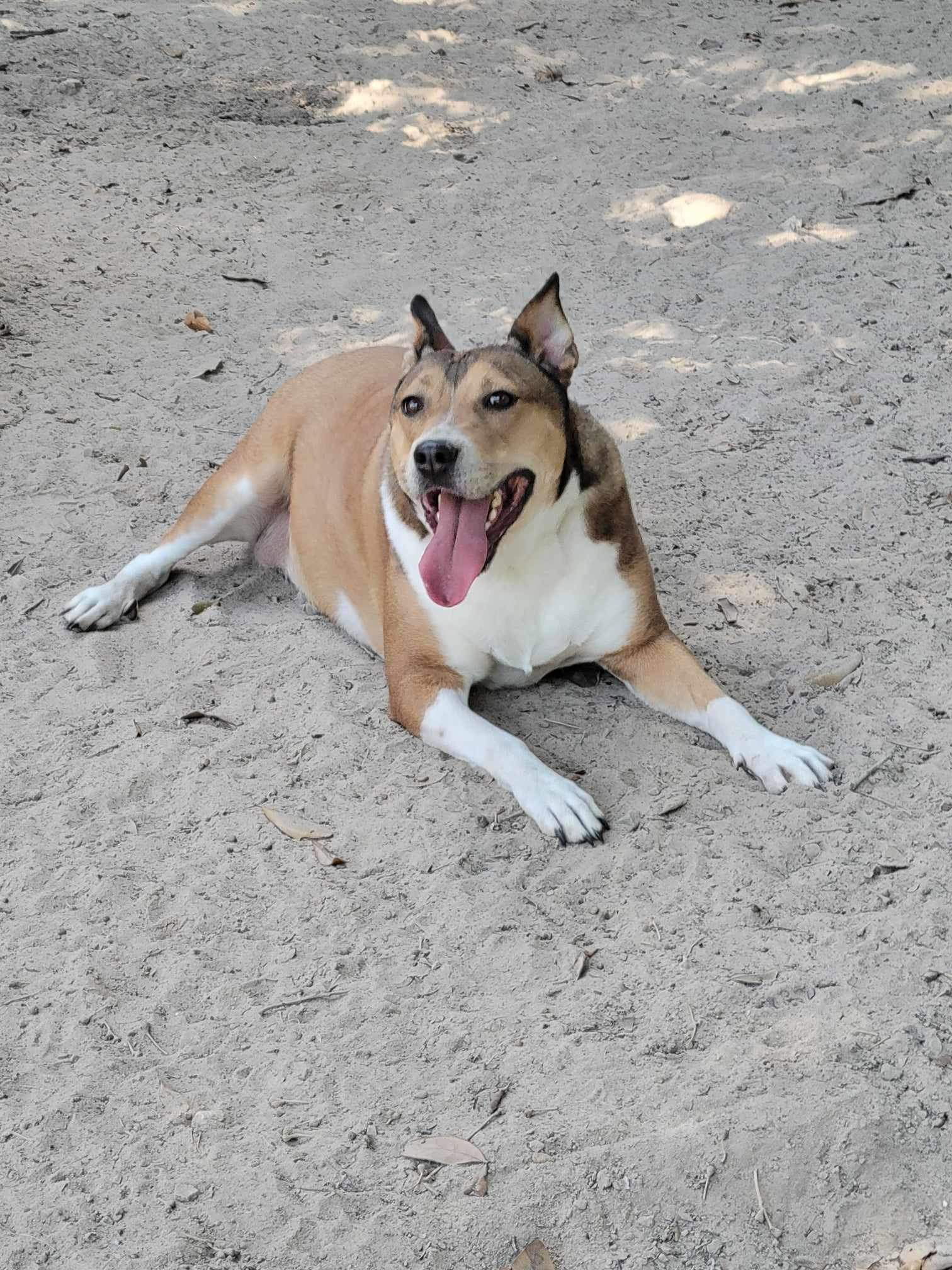 Madge, an adoptable Shepherd, Collie in Ridgefield, CT, 06877 | Photo Image 2