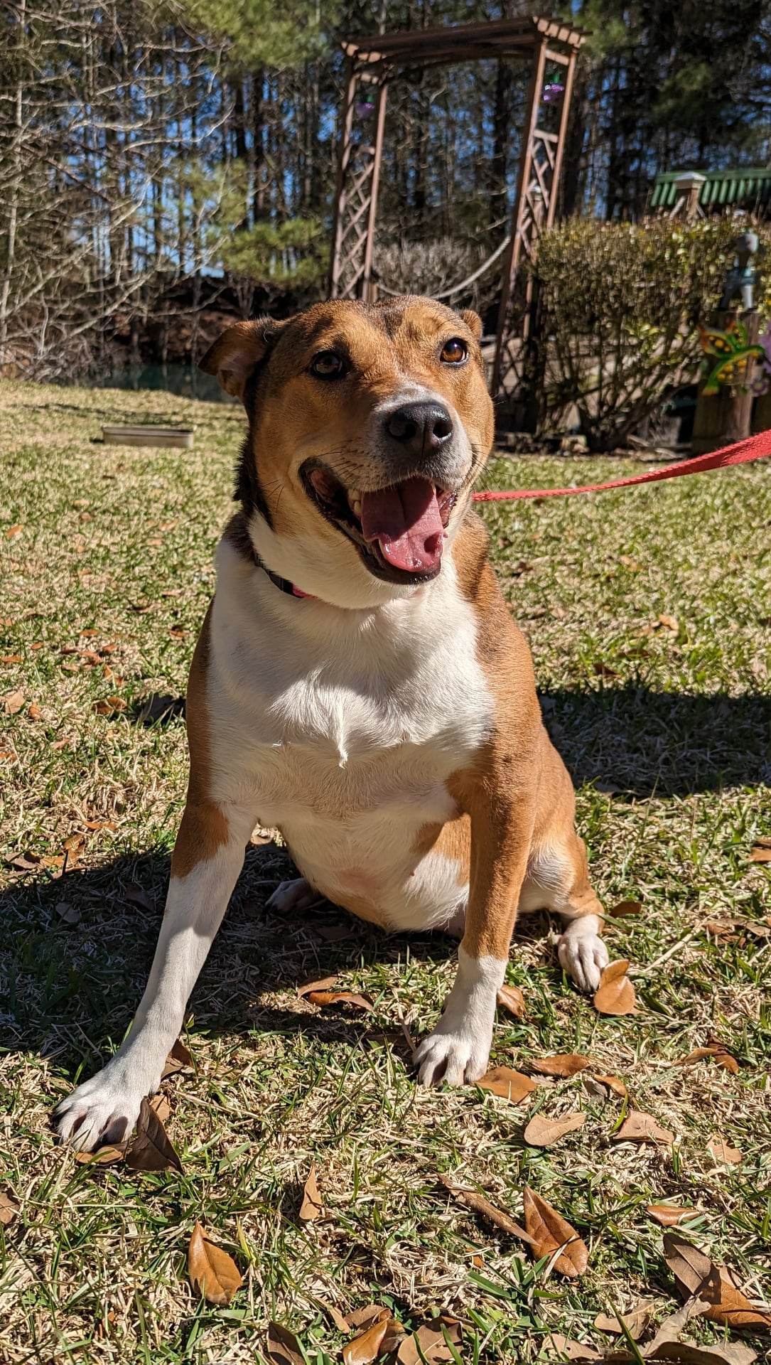 Madge, an adoptable Shepherd, Collie in Ridgefield, CT, 06877 | Photo Image 3