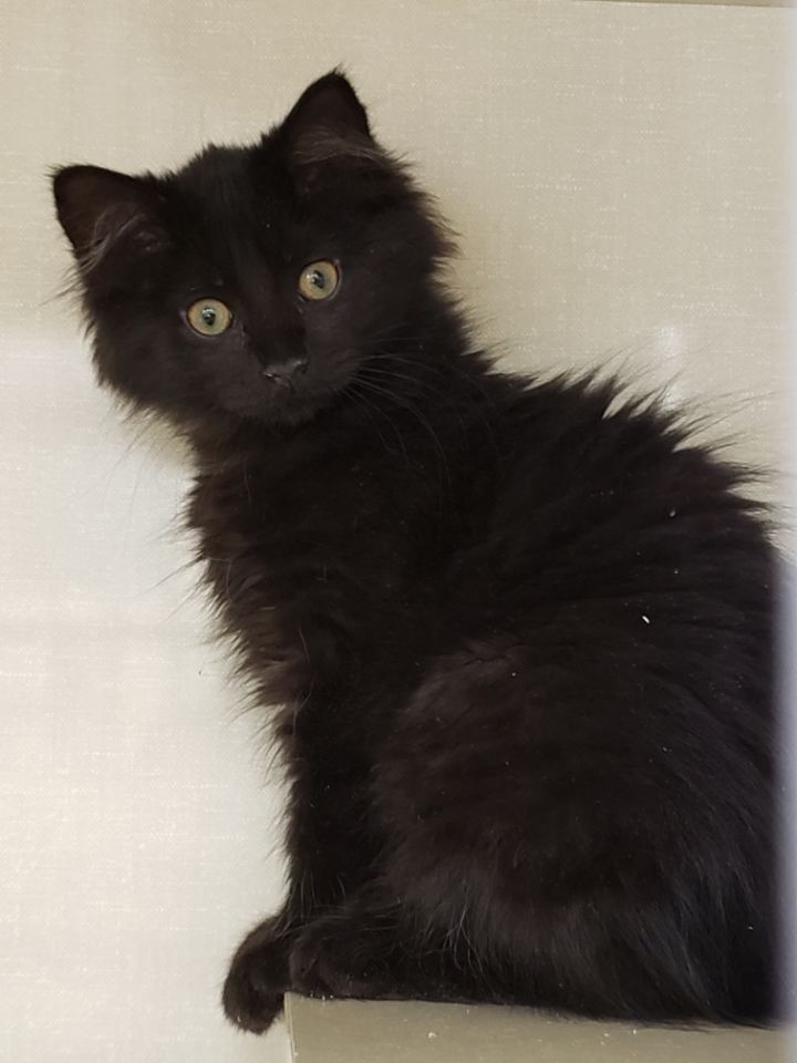 Nessie, an adopted Domestic Medium Hair in Wantagh, NY_image-1