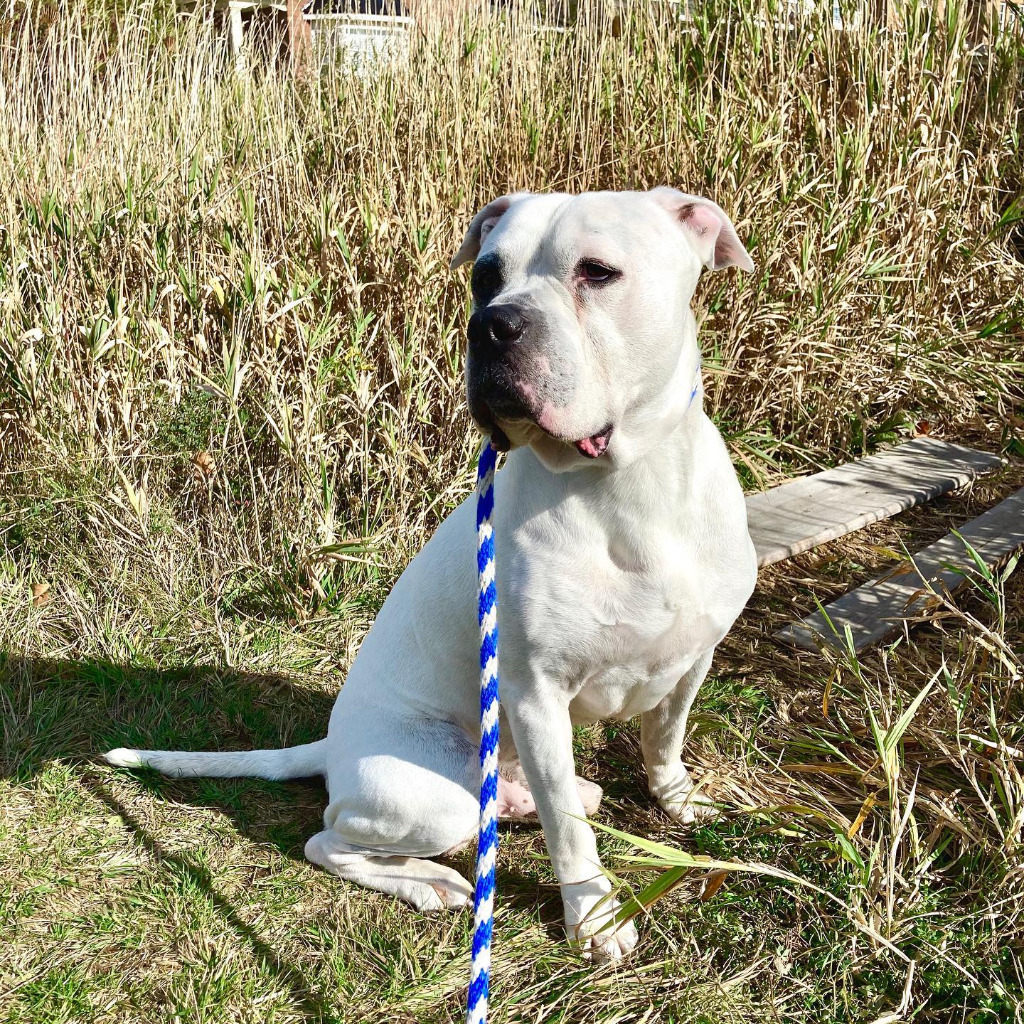Billy, an adoptable Boxer, American Bulldog in Toronto, ON, M6N 4R8 | Photo Image 1