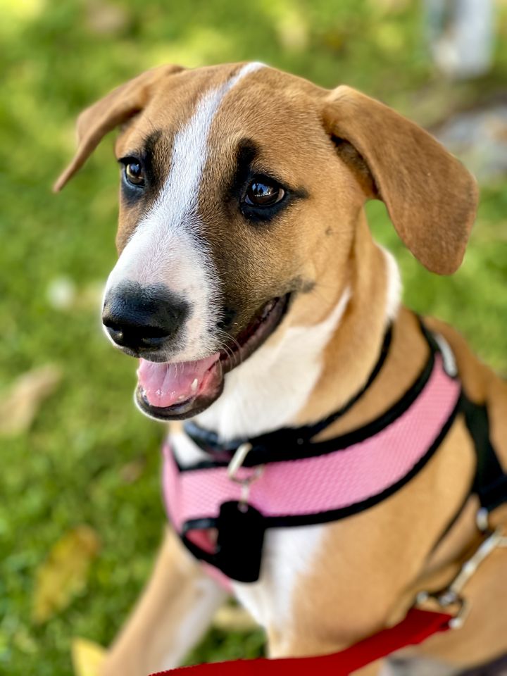 Lily, an adopted Shepherd Mix in los angeles, CA_image-6