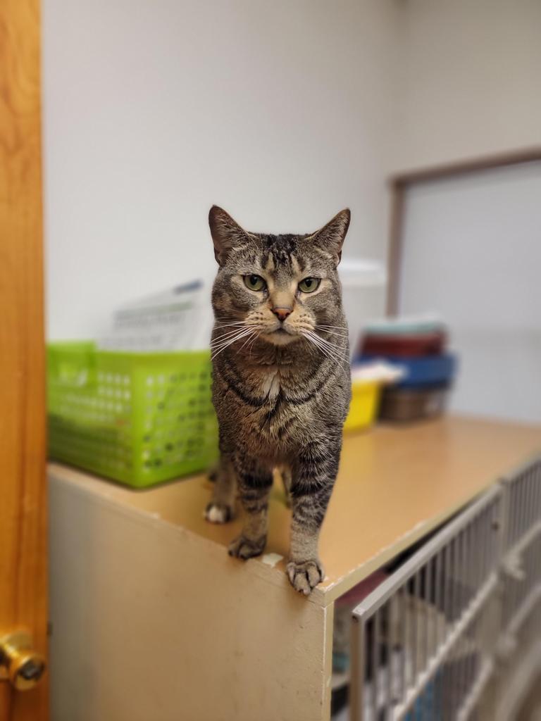 Jake, an adoptable Domestic Short Hair in Sprakers, NY, 12166 | Photo Image 1