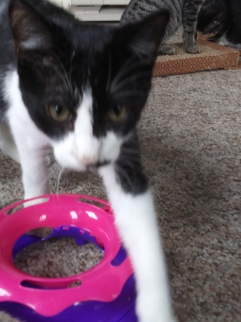 Orlando FL Tux kitty, an adopted Domestic Short Hair & Tuxedo Mix in New York, NY_image-3
