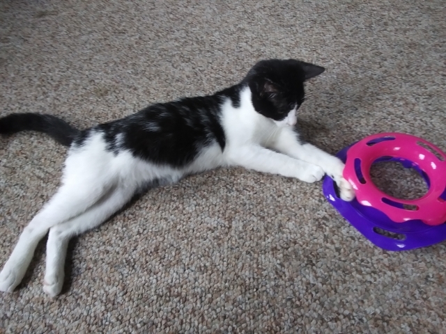 Orlando FL Tux kitty, an adopted Domestic Short Hair & Tuxedo Mix in New York, NY_image-5