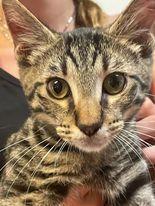 Miami FL Tabby kitty